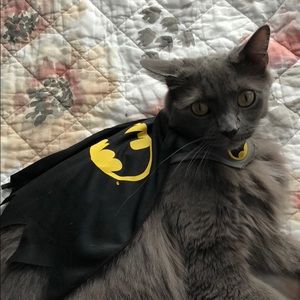 Batman cat costume